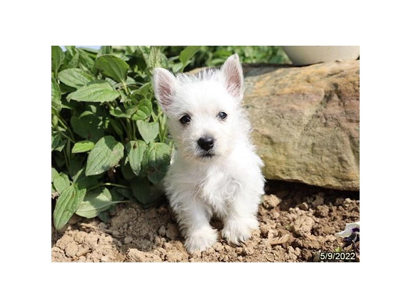 West Highland White Terrier – Duffy