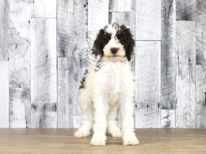 Standard Poodle