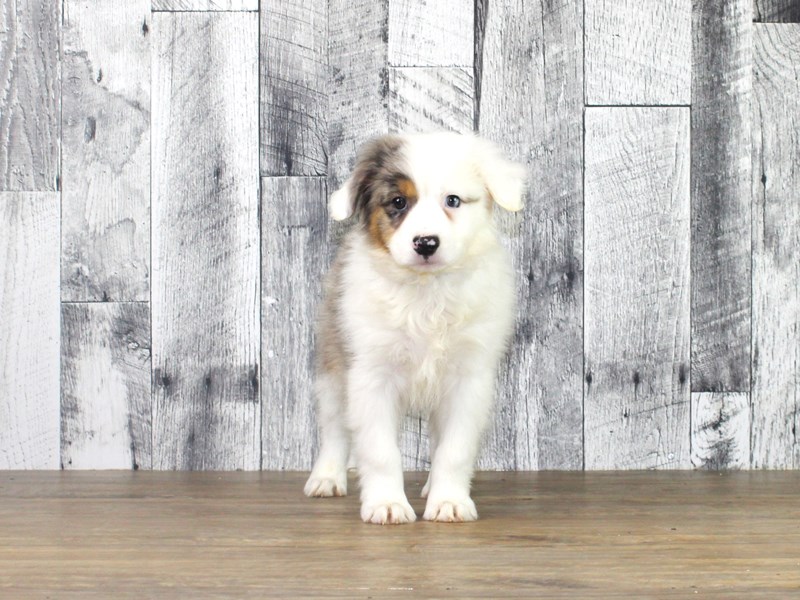 Miniature American Shepherd