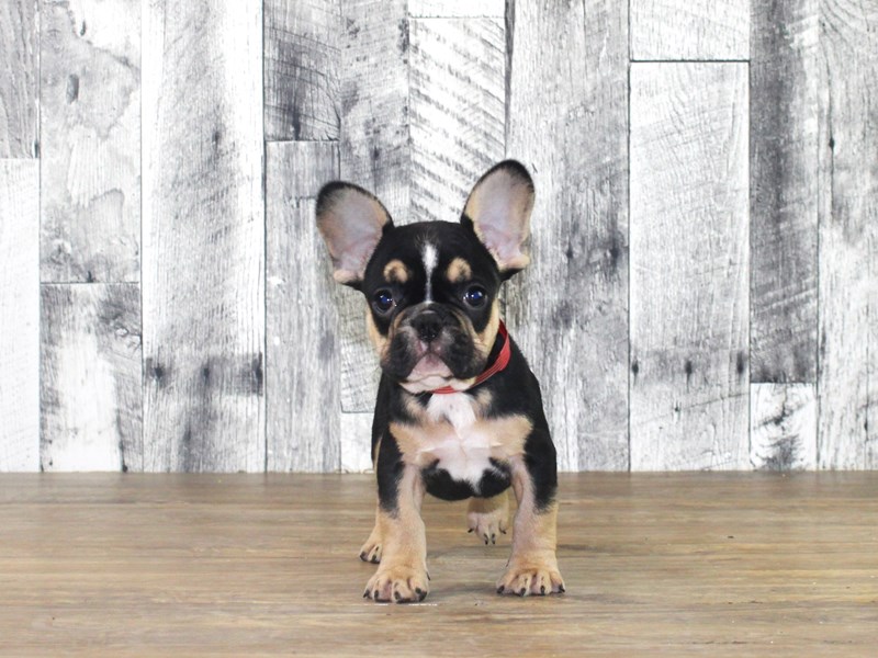 French Bulldog