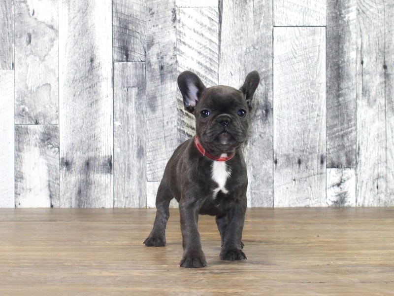 French Bulldog