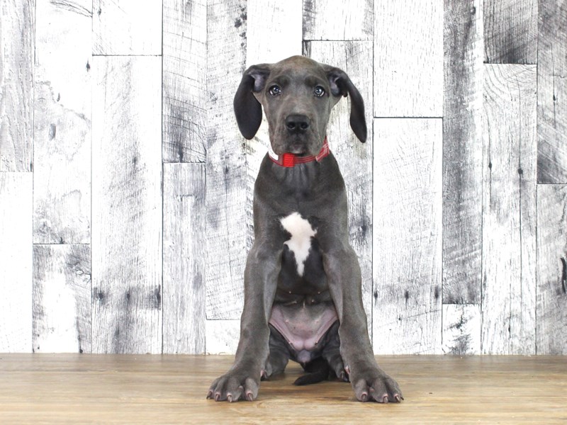 Great Dane