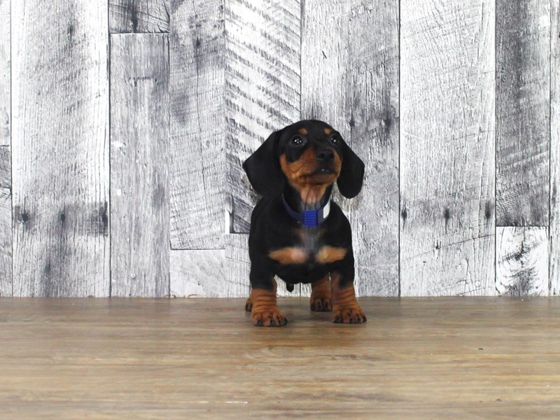 Dachshund – Tucker