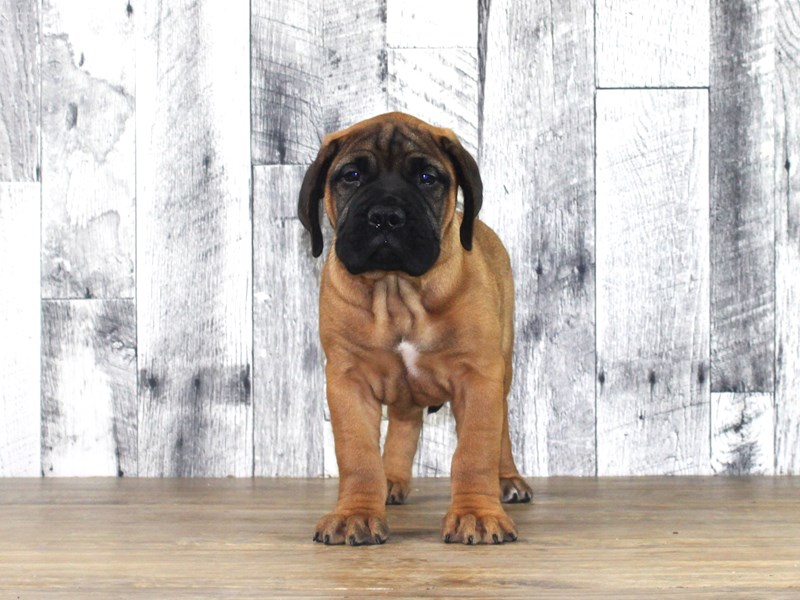 Bullmastiff – Cane