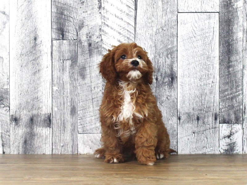 Cavapoo