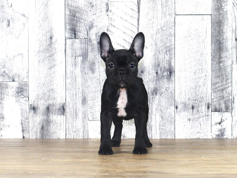 French Bulldog