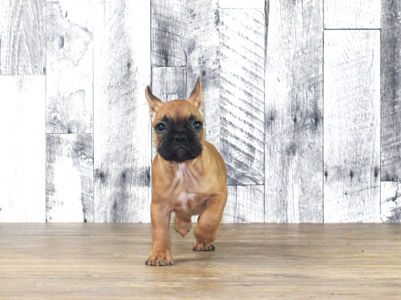 French Bulldog