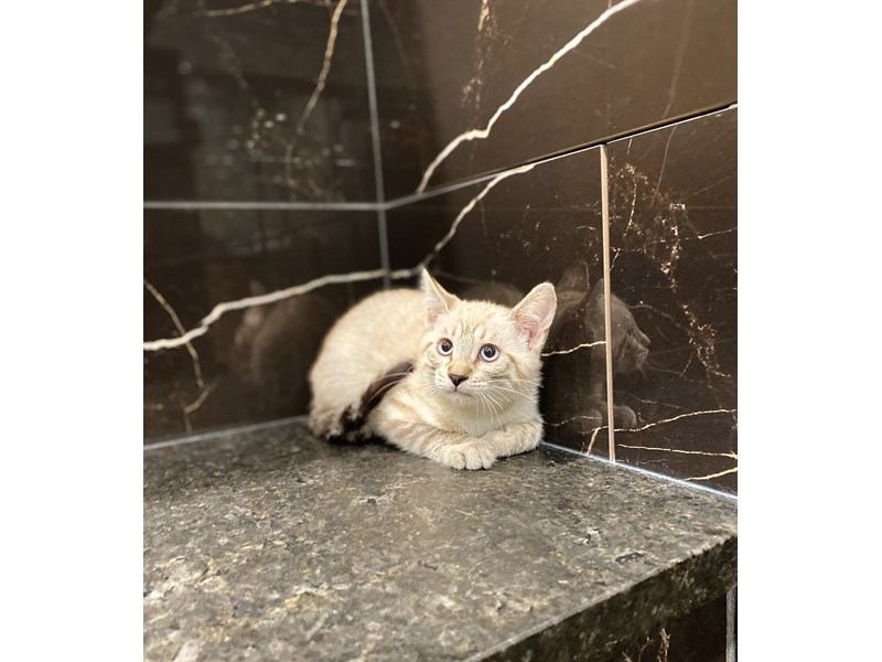 Bengal