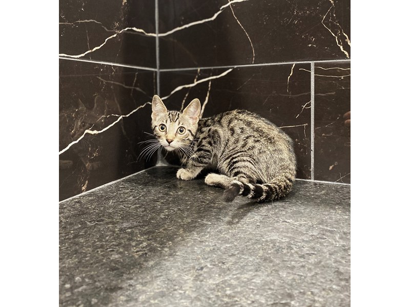 Bengal