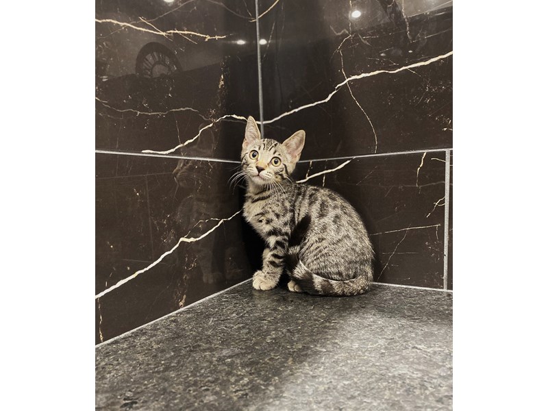Bengal