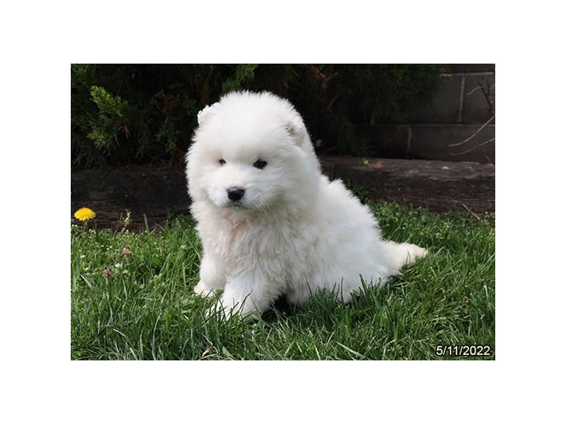 Samoyed