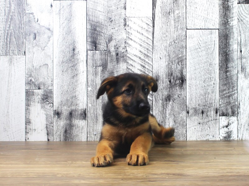German Shepherd Dog