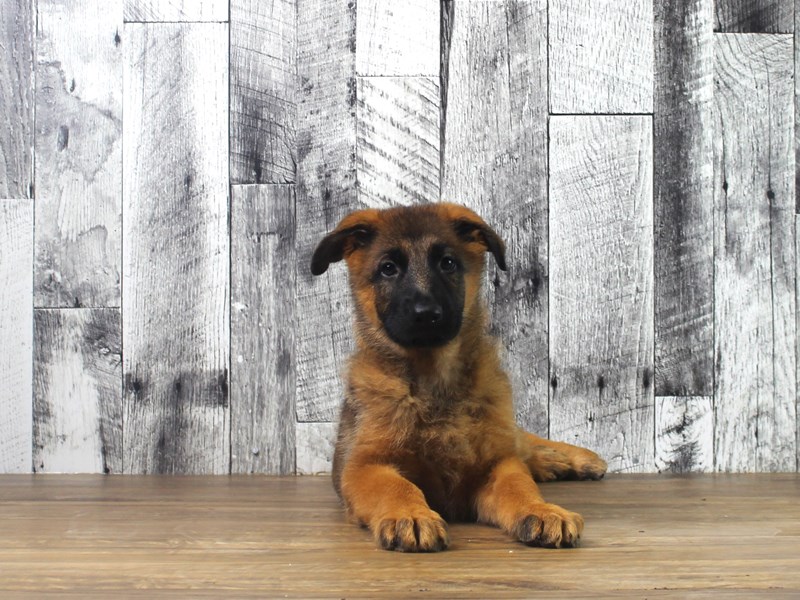 German Shepherd Dog