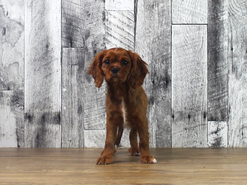 Cavalier King Charles Spaniel