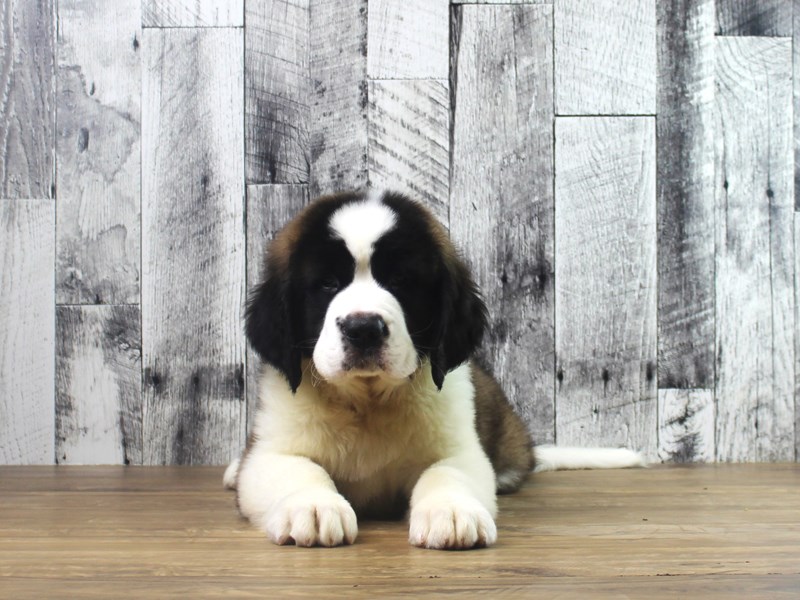 Saint Bernard
