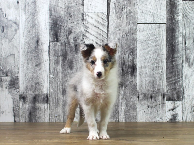 Shetland Sheepdog