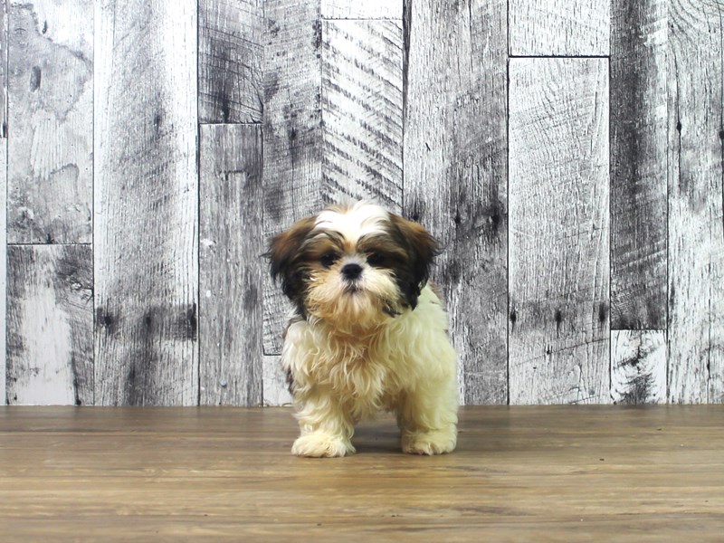 Shih Tzu