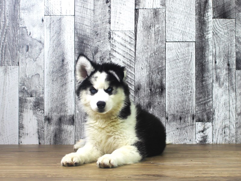 Siberian Husky – Timber
