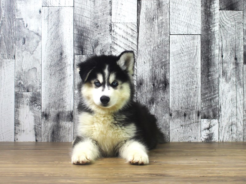 Siberian Husky