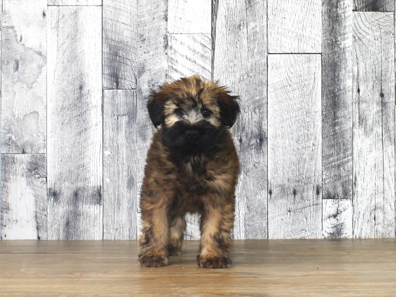 Soft Coated Wheaten Terrier