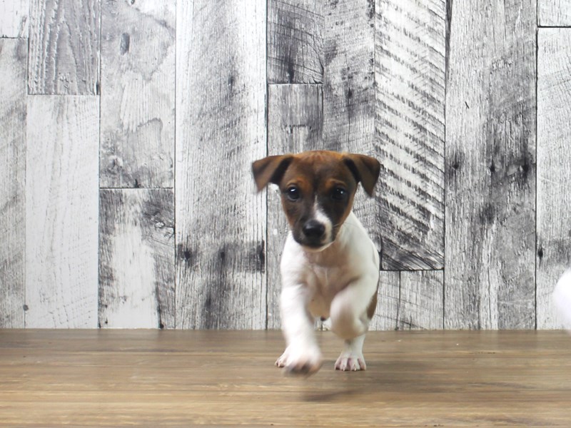 Jack Russell Terrier