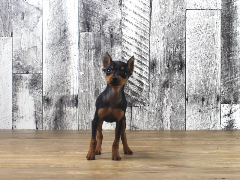 Miniature Pinscher