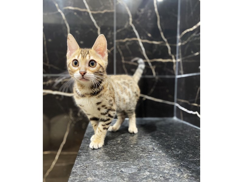 Bengal