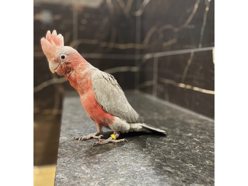 Rosebreasted Cockatoo