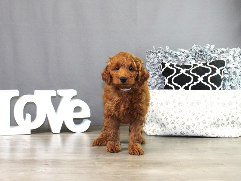 Mini GoldendoodleDogFemaleRed4244368Petland Columbus, Ohio