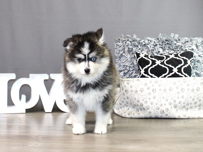 Pomsky