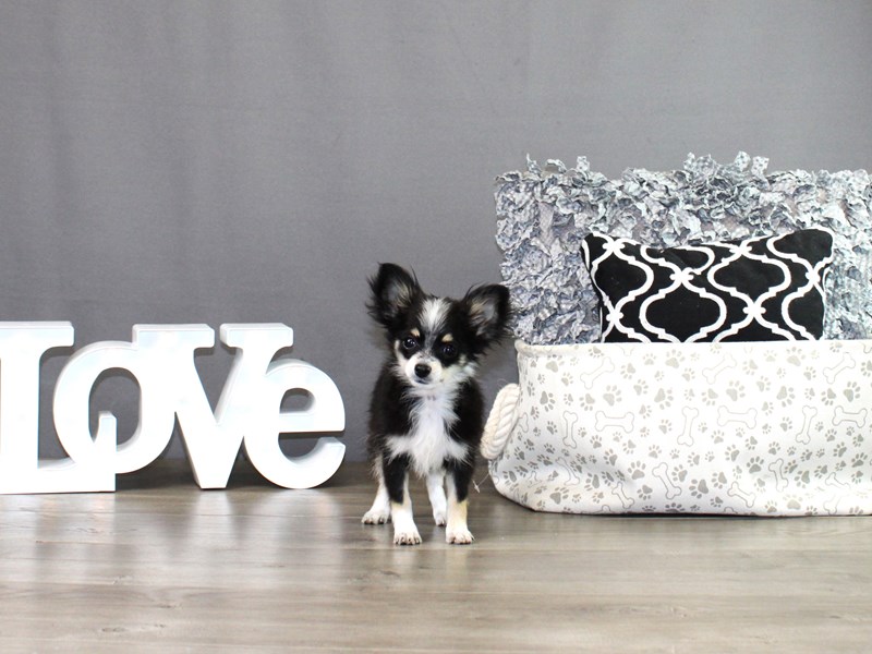 Chihuahua – Coco Bean