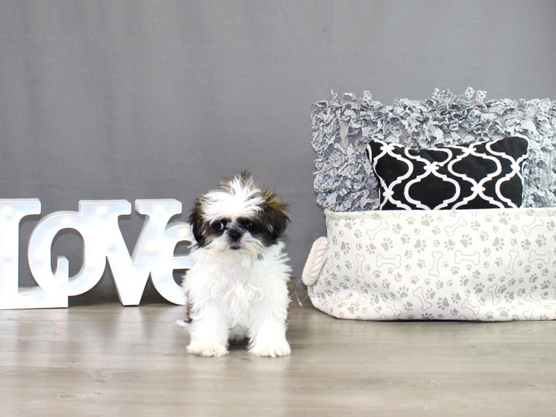 Shih Tzu