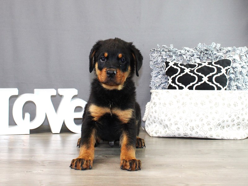 Rottweiler