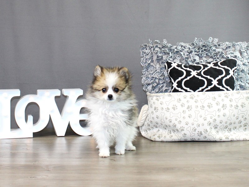 Pomeranian