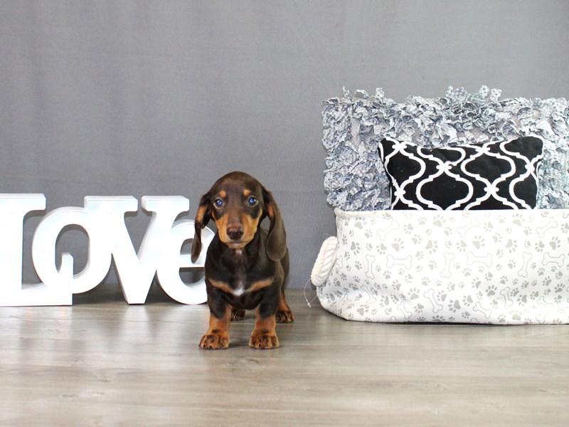 Dachshund