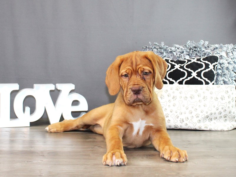 Dogue De Bordeaux