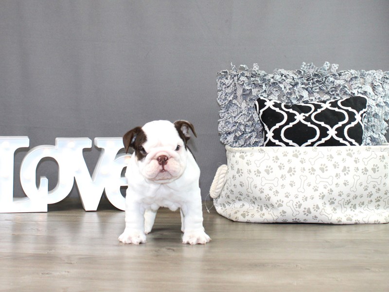 English Bulldog