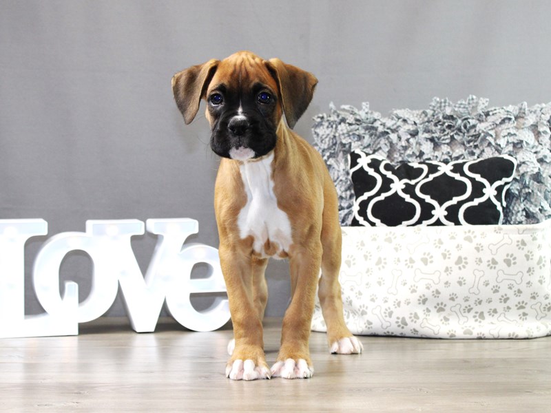 Boxer