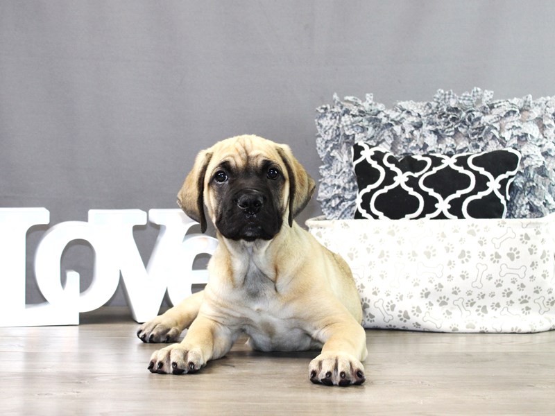 Cane Corso