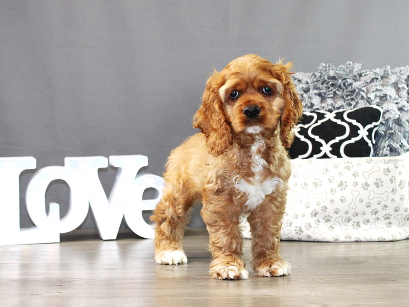 Cocker Spaniel – Cheese