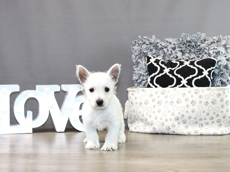 West Highland White Terrier – Lucy