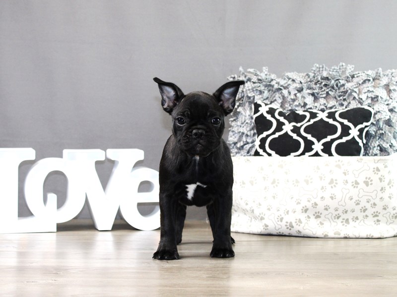 French Bulldog