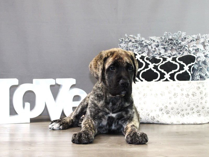 English Mastiff – Clive