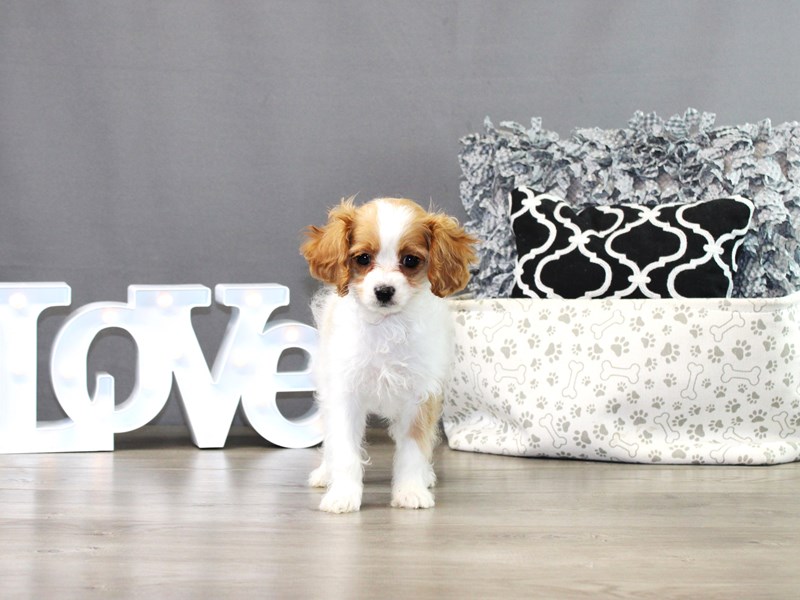 Cavapoo