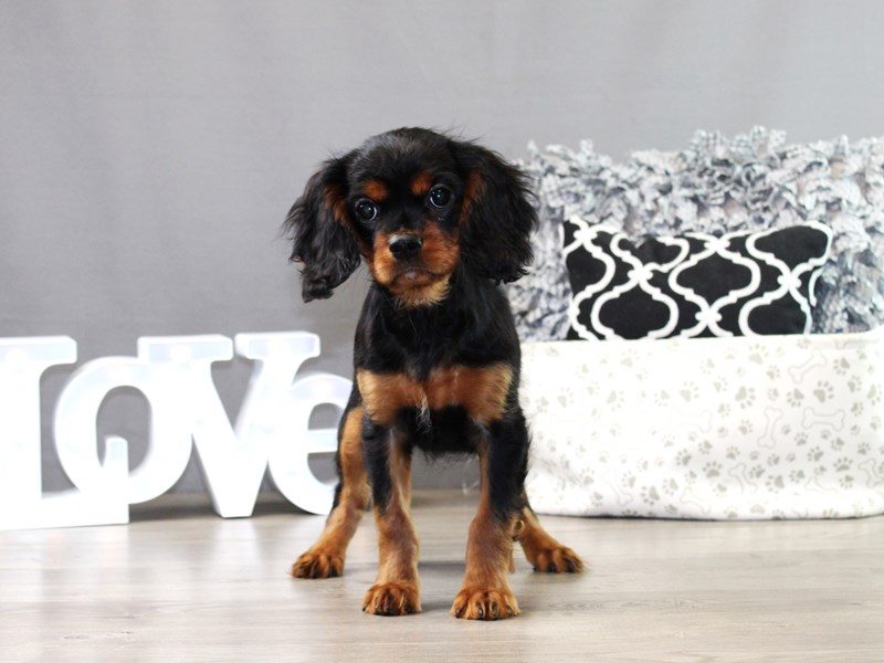 Cavalier King Charles Spaniel