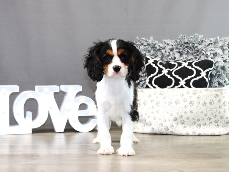 Cavalier King Charles Spaniel