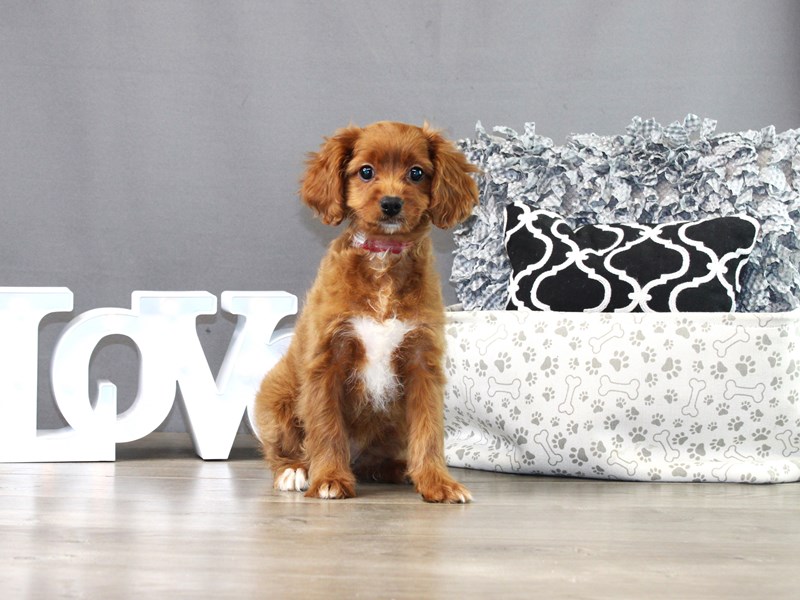 Cavapoo