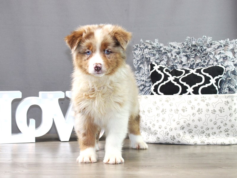 Australian Shepherd