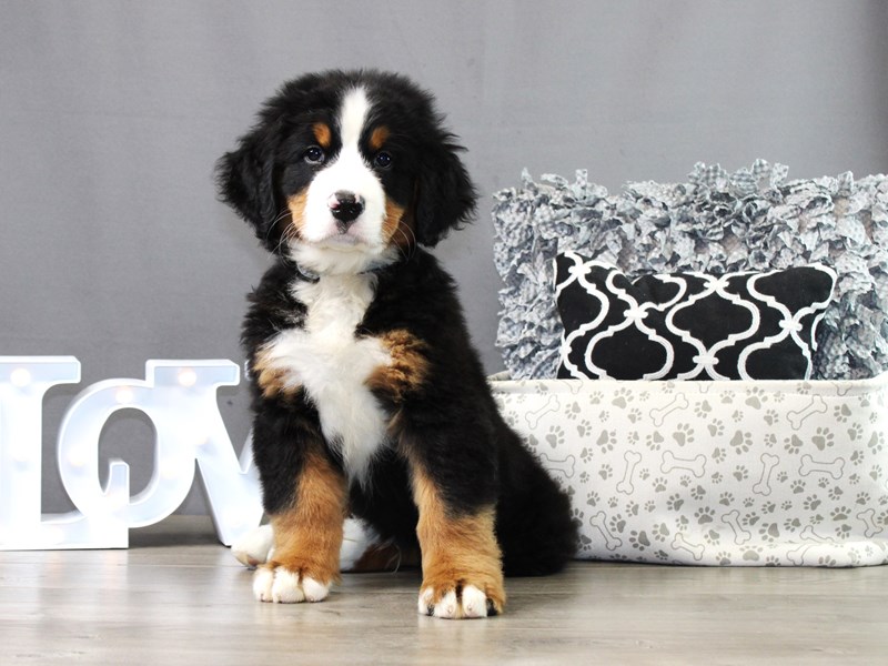 Bernese Mountain Dog