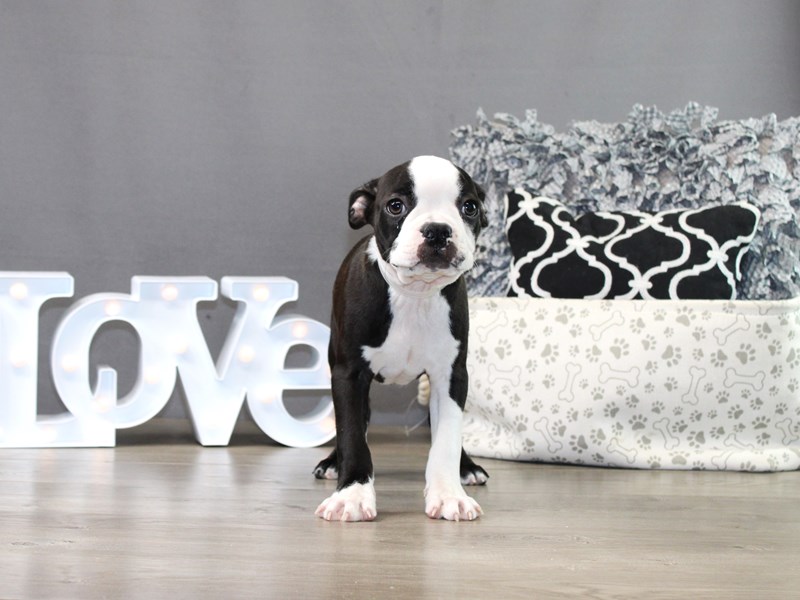 Boston Terrier